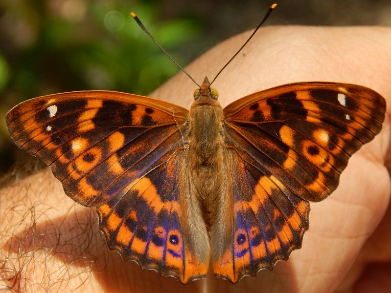 Apatura ilia : parco del ticino